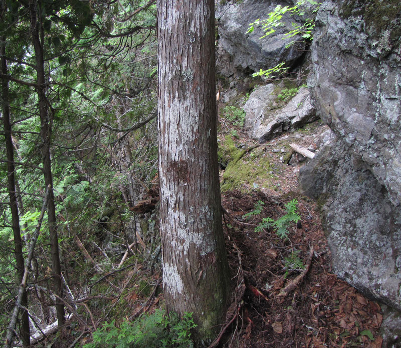 Frullania asagrayana